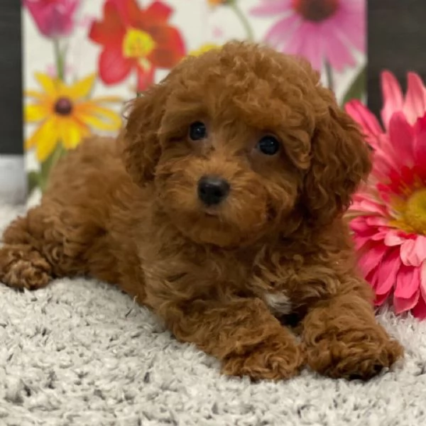 Regalo Barboncino cuccioli maschio e femmina