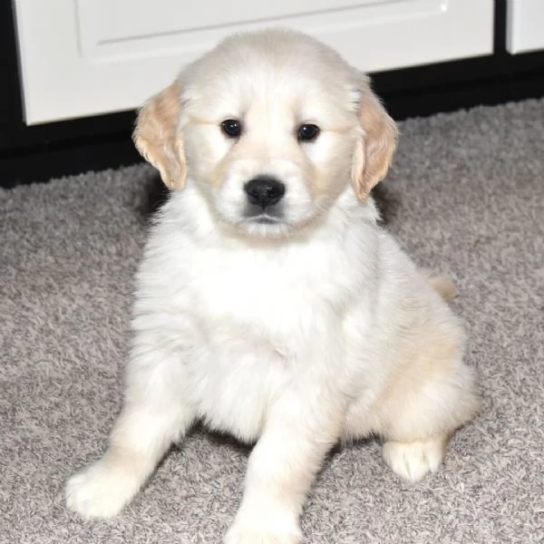 Golden Retriever cuccioli maschio e femmina | Foto 3