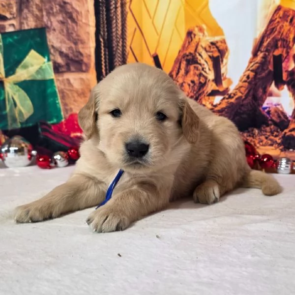 Golden Retriever cuccioli maschio e femmina | Foto 1