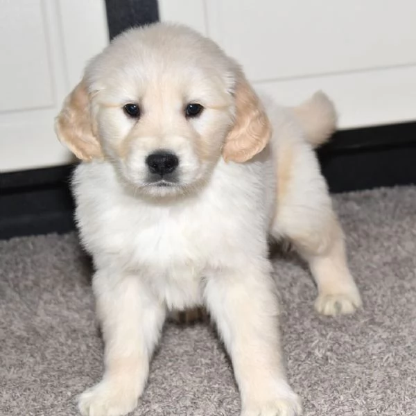 Golden Retriever cuccioli maschio e femmina | Foto 0