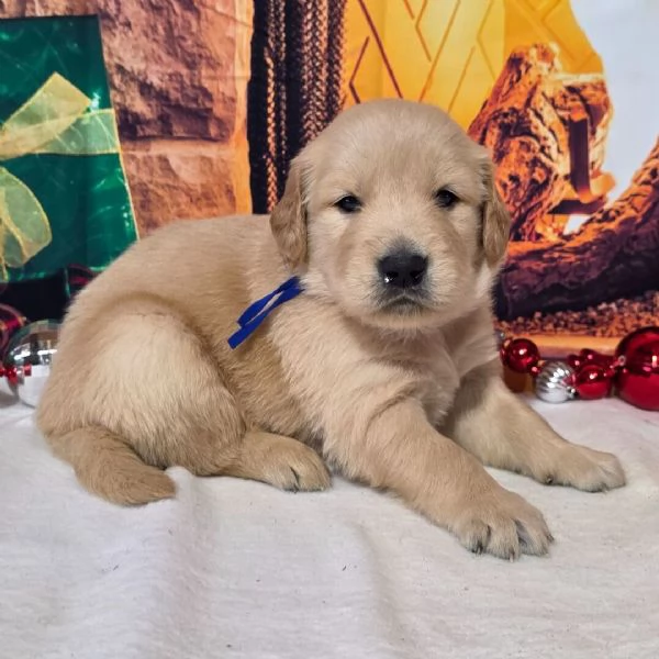 Golden Retriever cuccioli maschio e femmina