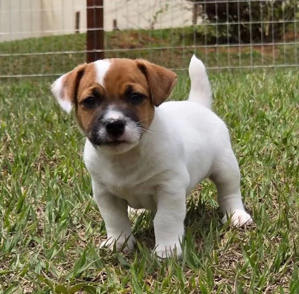 Jack Russell cuccioli maschio e femmina