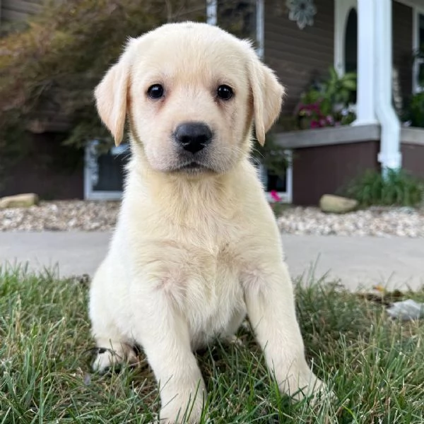 Regalo Labrador cuccioli maschio e femmina