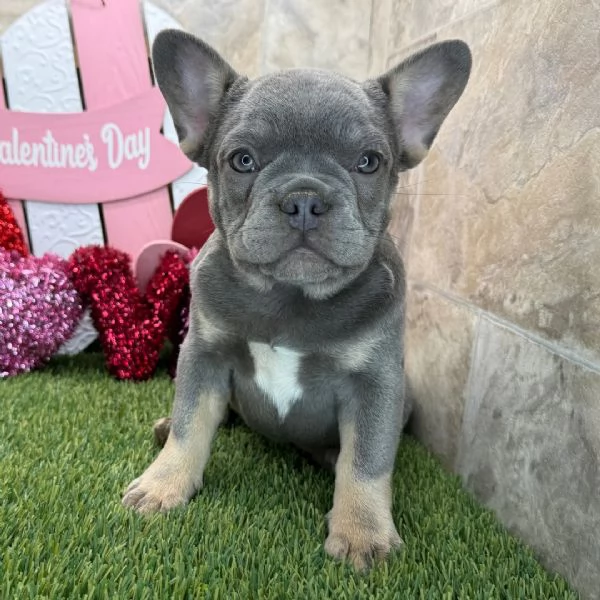 Bulldog Francese cuccioli maschio e femmina