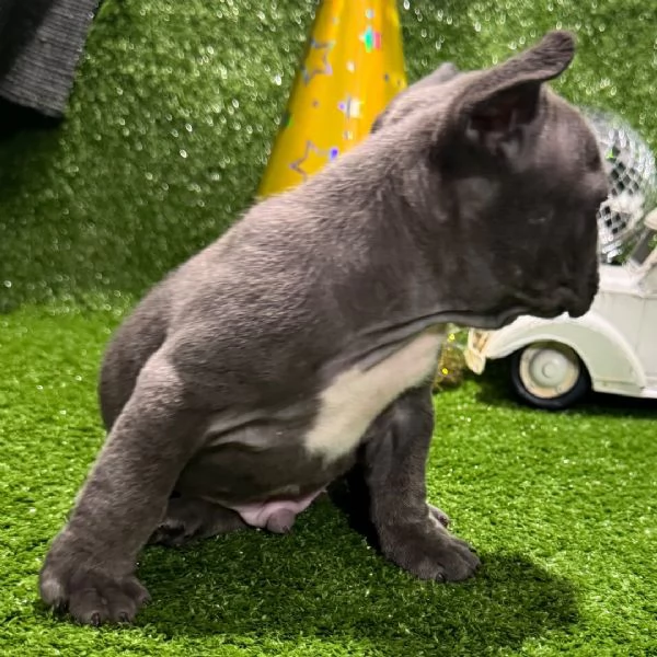 Bulldog Francese cuccioli maschio e femmina | Foto 0