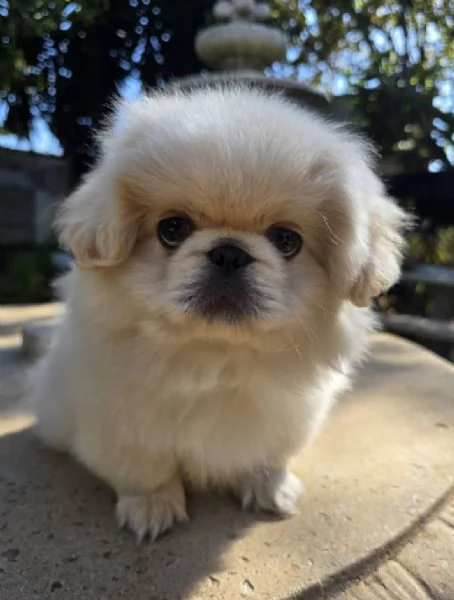 Regalo Pechinese cuccioli maschio e femmina