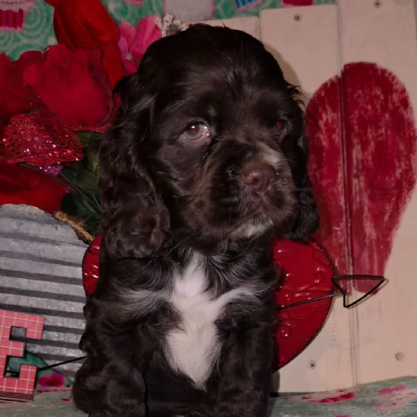 Regalo Cocker spaniel cuccioli maschio e femmina | Foto 0