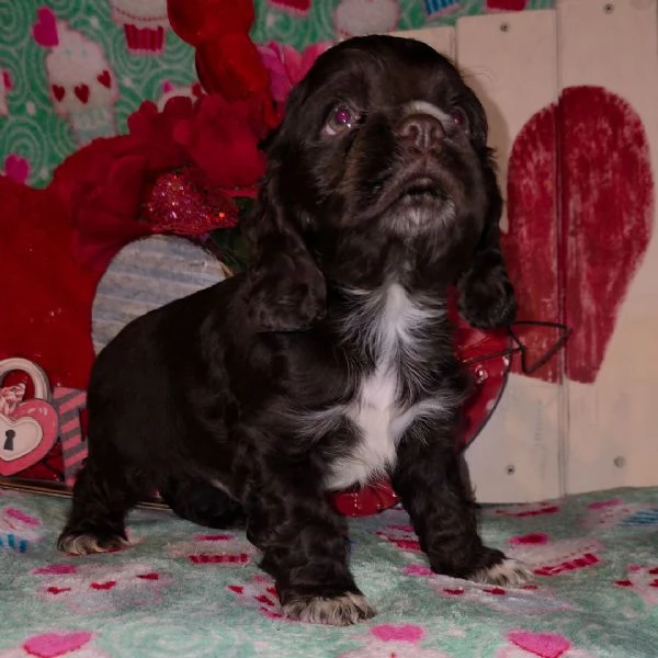 Regalo Cocker spaniel cuccioli maschio e femmina