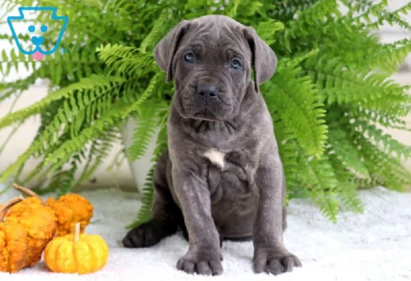 Regalo Cane Corso cuccioli maschio e femmina