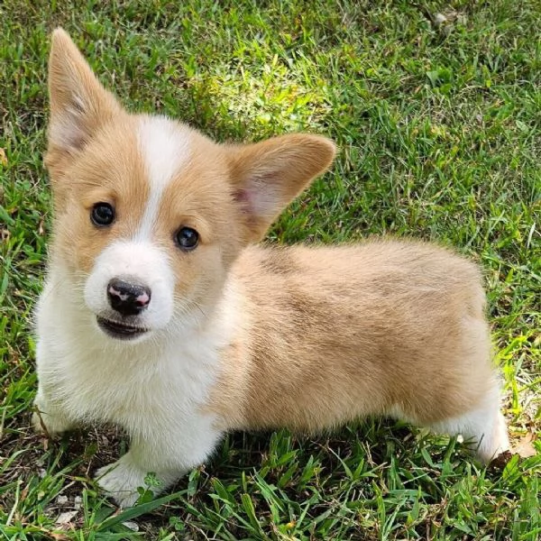 Regalo  welsh corgi Welsh Corgi cuccioli maschio e femmina