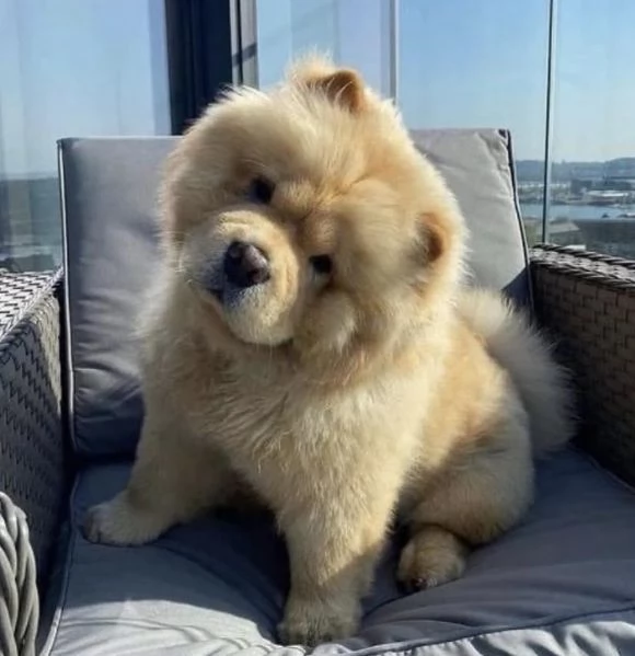 Chow Chow cuccioli maschio e femmina | Foto 0