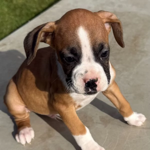 Regalo Boxer cuccioli maschio e femmina | Foto 0