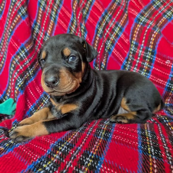 Dobermann cuccioli maschio e femmina