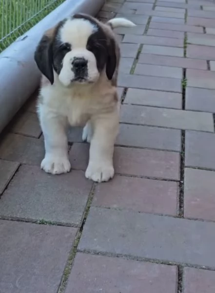  San Bernardo cuccioli maschio e femmina
