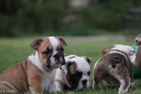 Regalo cuccioli di bulldog inglese femminucce e maschietti 