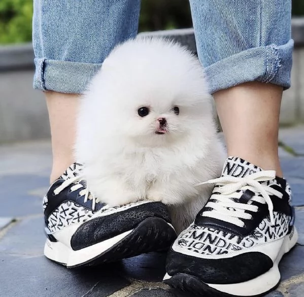 Regalo Cuccioli di pomerania maschio o femmina