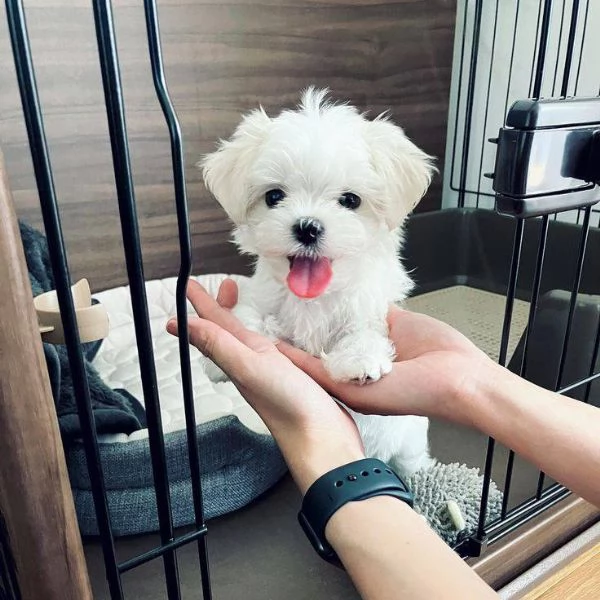 pura razza cuccioli di micro maltese per adozione