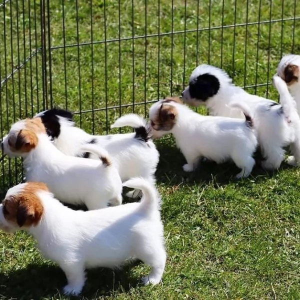 cucciolo di jack russel