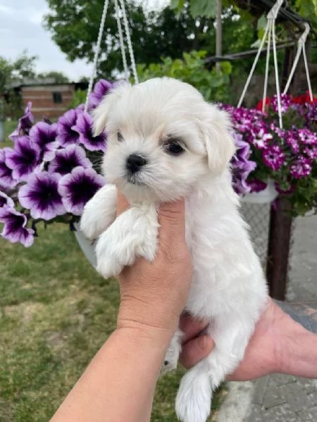 regalo  adorabili cuccioli di maltese toy