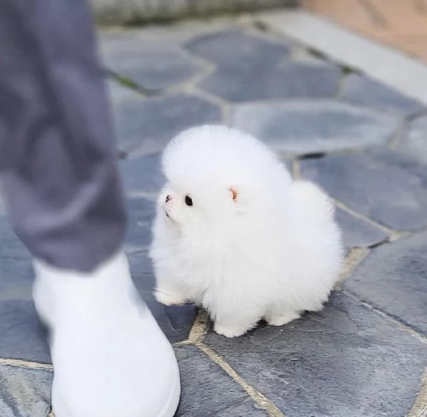 regalo Volpino Pomerania cuccioli