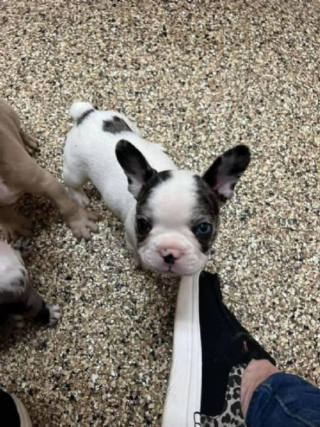 regalo Bouledogue Francese disponibili