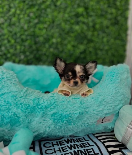 regalo Chichuahua Cuccioli maschi e femmine 
