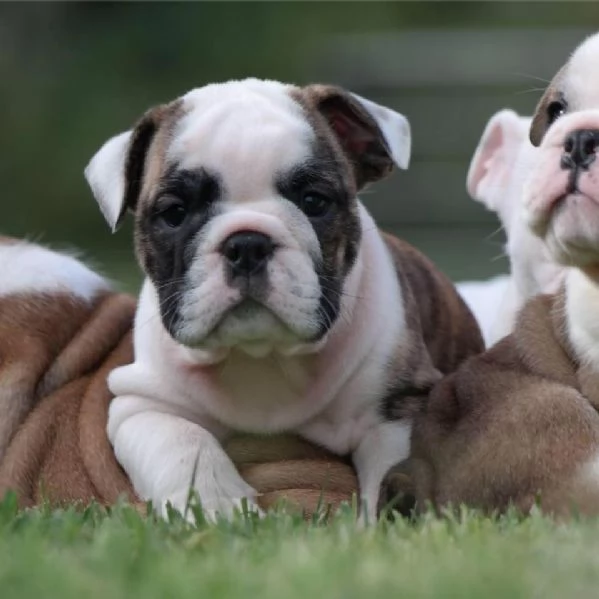 Regalo Disponibili cuccioli di Bouledogue Inglese
