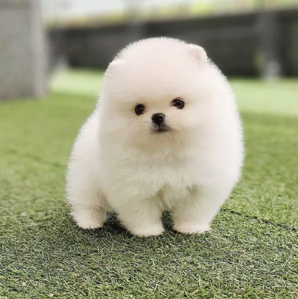 Adorabile cucciolo di pomerania per ladozione