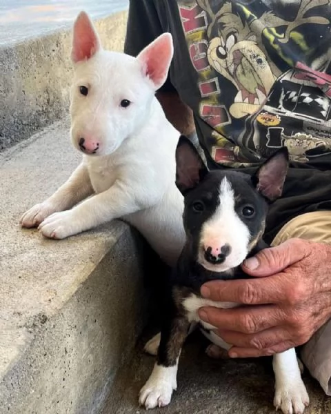 Regalo Bull Terrier cuccioli per ladozione