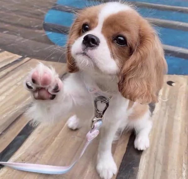 Regalo Bellissimi Cavalier king Charles Spaniel Maschi
