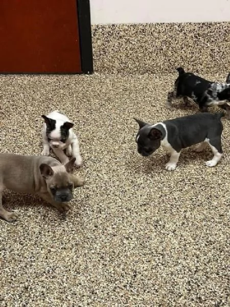 Regalo cucciolata di bouledogue francese