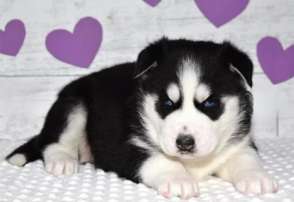 Regalo cucciolo cuccioli di siberian husky