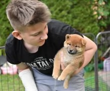 regalo Shiba Inu cuccioli disponible per ladozione
