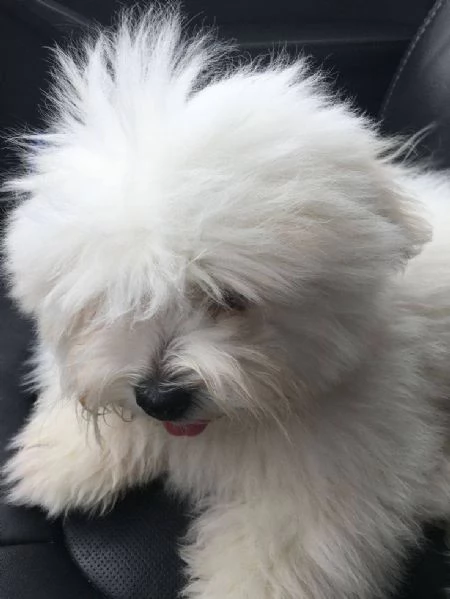 Regalo maltese toy cuccioli disponibile per ladozione