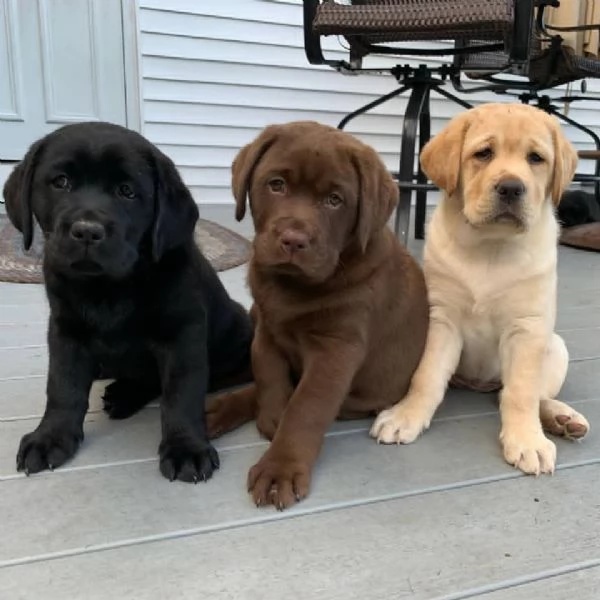 Regalo cucciolata di labrador retriever