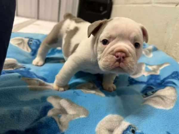 Regalocucciolata di bouledogue francese