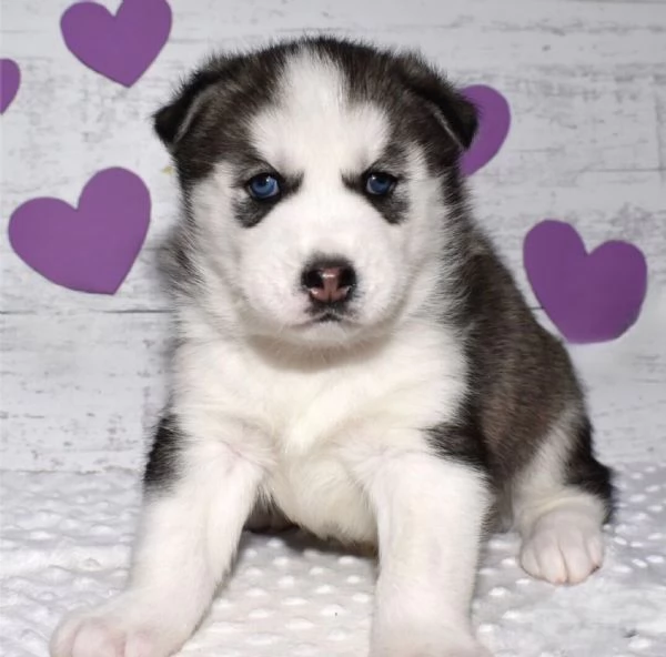 Regalo cuccioli di siberian husky 