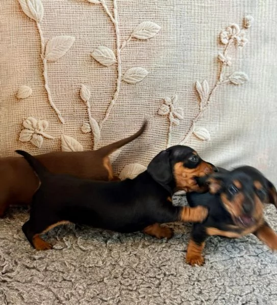 Cuccioli di bassotto disponibili | Foto 0