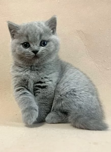 Due British shorthair