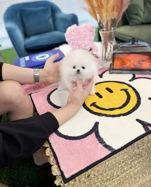 Mini cucciolo di Pomerania toy maschio e femmina con il muso soffice e peloso in cerca di adozione