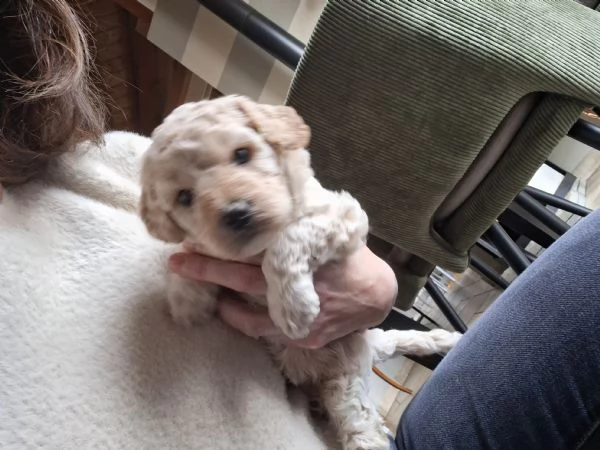 Barboncini Nani  | Foto 0