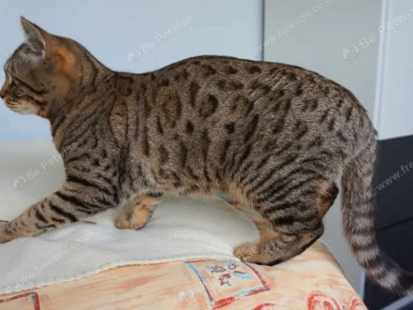 gattini bengala in adozione