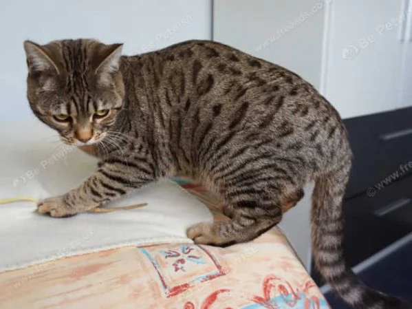 gattini bengala in adozione | Foto 1