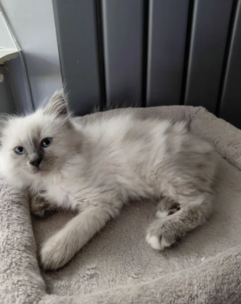 Sacro di Biirmaniia gattini in Adozione