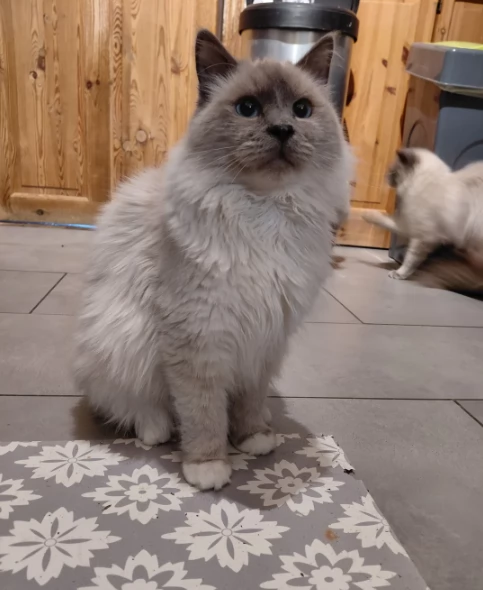 Sacro di Biirmaniia gattini in Adozione | Foto 0