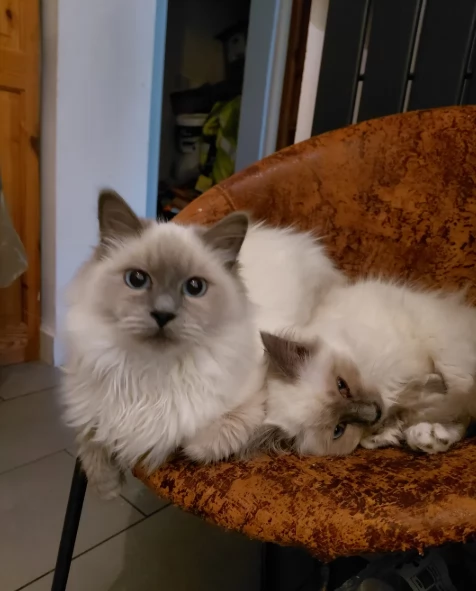 Adozione di splendidi gattini Sacrii di biirmania | Foto 0