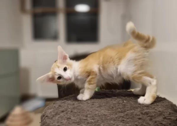  orientali gattini in Adozione