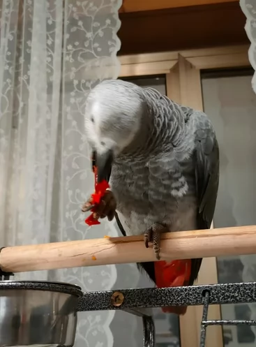 Pappagalllo cenerinno