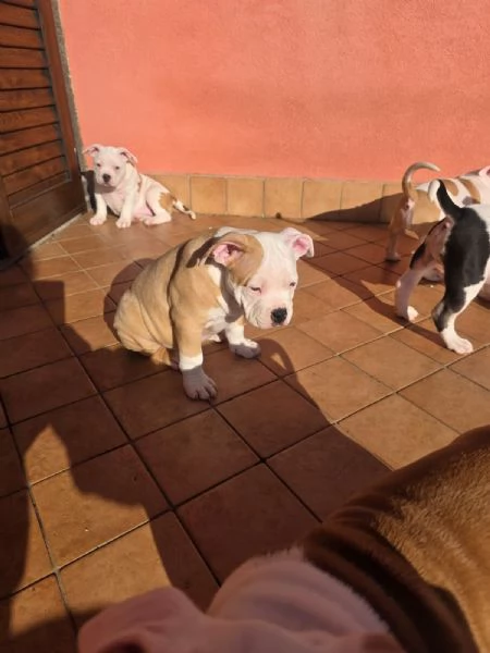 American bully | Foto 5