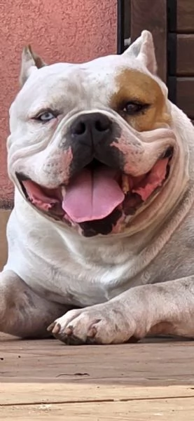 American bully | Foto 3